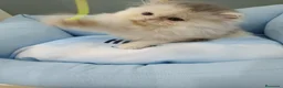 Persa gatos en venta: Gata persa americana - Anuncio 1