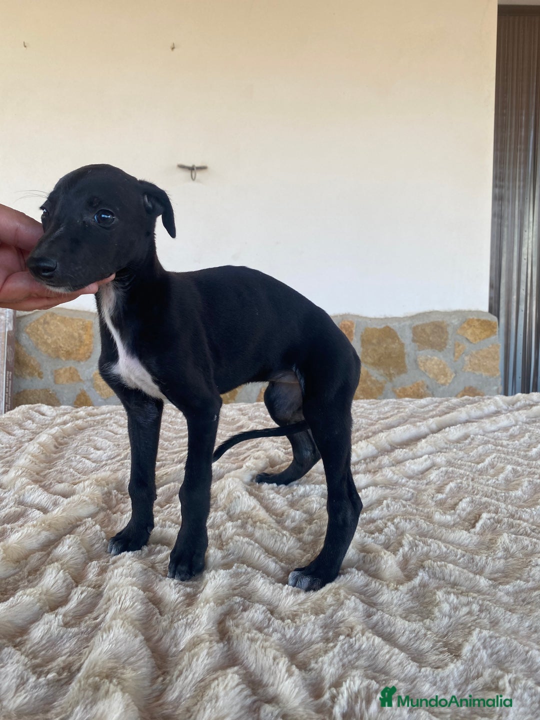 Galgo Español perros en venta: Galgo español hembras - Imagen 7