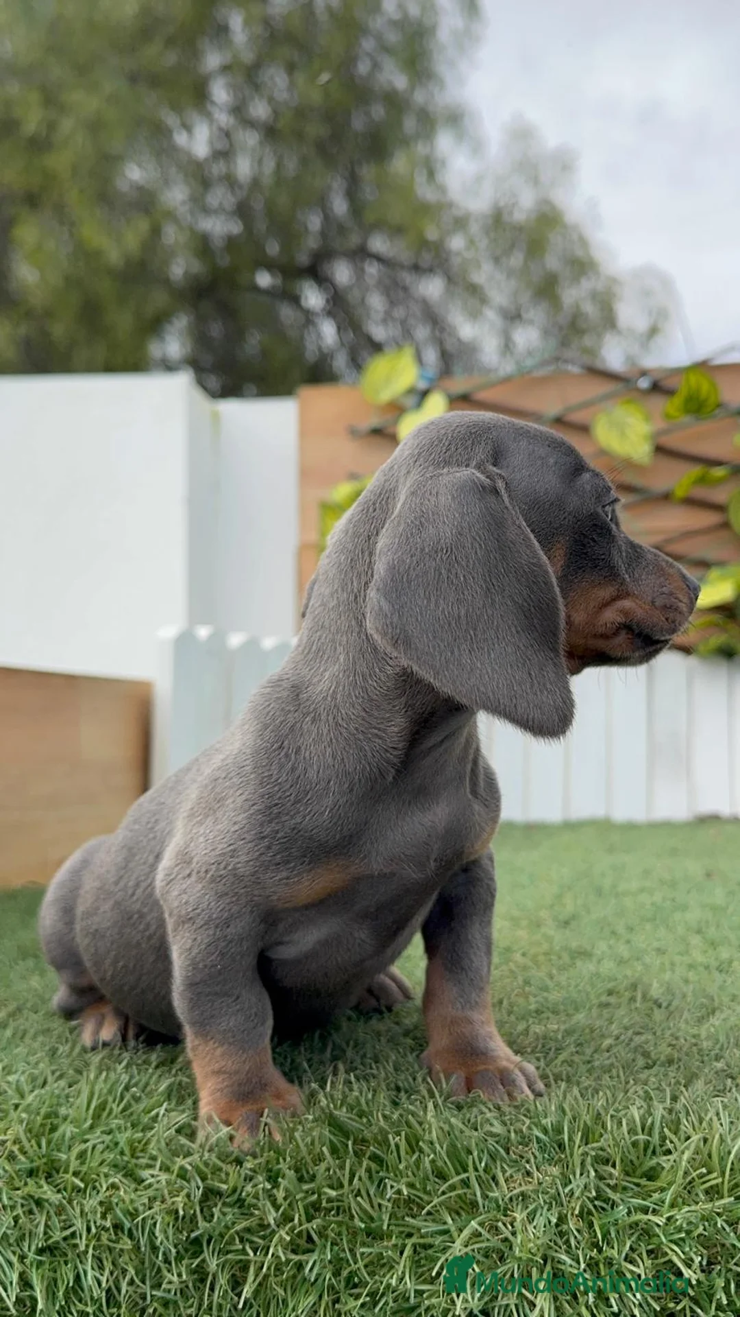 Teckel Miniatura perros en venta: TECKEL MINIATURA HEMBRA - Anuncio 8