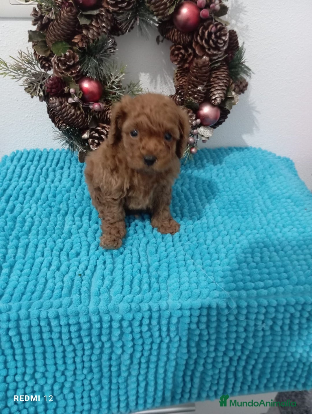 Caniche Toy perros en venta: CANICHE TOY LINEA ASIÁTICA  - Anuncio 1