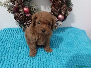 Caniche Toy perros CANICHE TOY LINEA ASIÁTICA - Anuncio 1