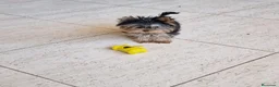 Yorkshire Terrier perros en venta: Yorkshire Terrier  - Anuncio 7