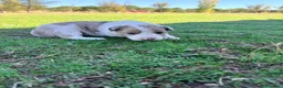 Border Collie perros en venta: Border Collie - Anuncio 20