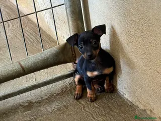 Pinscher Miniatura perros CACHORROS DE PINSCHER MINIATURA - Anuncio 1