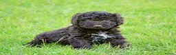 Perro de Agua Español perros en venta: CAMA DE PERRO DE AGUA ESPAÑOL  - Anuncio 22