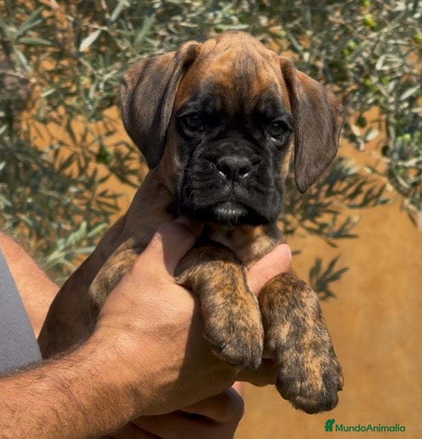 Boxer perros Cachorros Machos BOXER - Anuncio 1