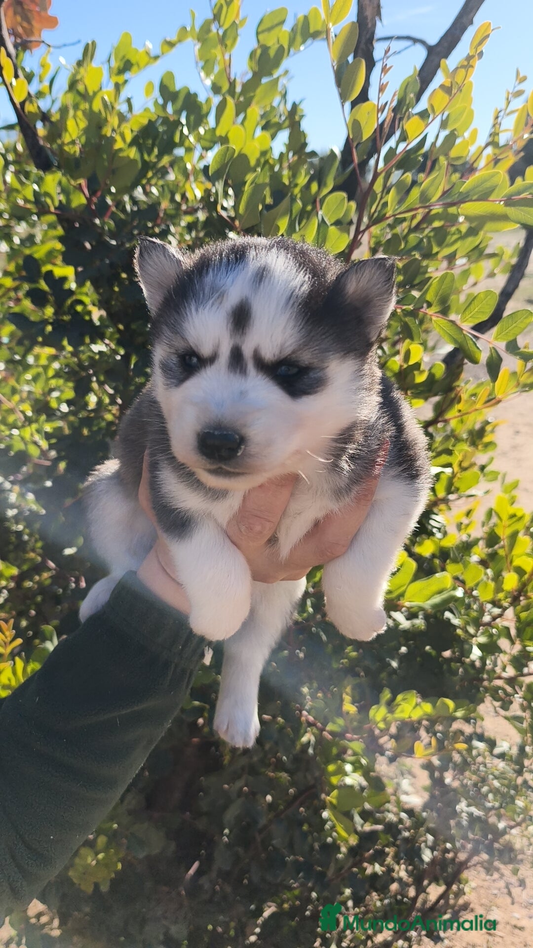 Husky Siberiano perros en venta: Husky SIBERIANO  - Anuncio 3