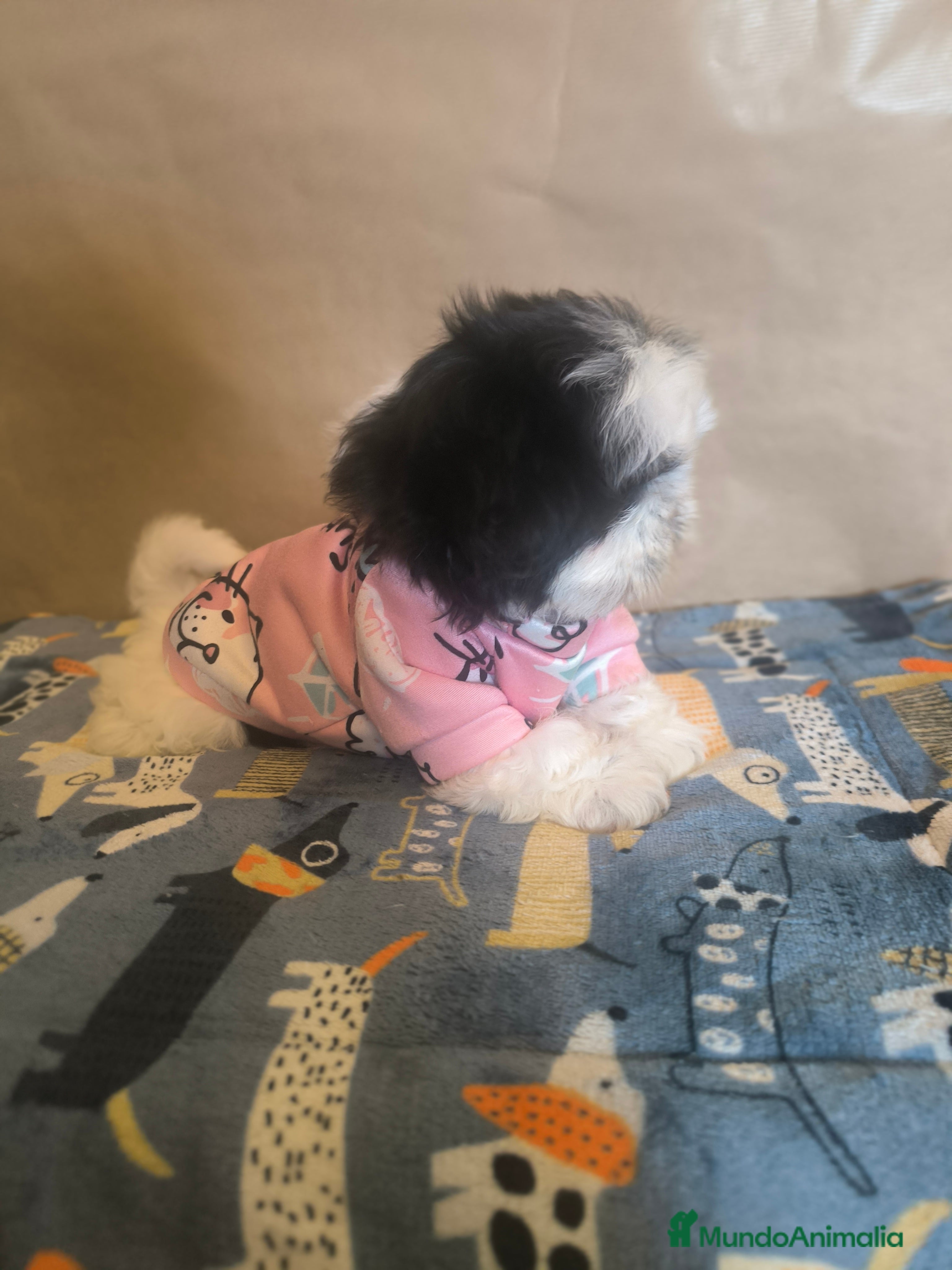 Shih Tzu perros Shitzu mini - Anuncio 7