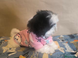 Shih Tzu perros Shitzu mini - Anuncio 4