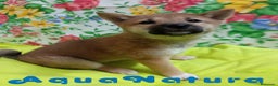Shiba Inu perros en venta:  Shiba Inu Hembra de Mel y Simbad - AQUANATURA - Anuncio 5