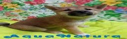 Shiba Inu perros en venta:  Shiba Inu Hembra de Mel y Simbad - AQUANATURA - Anuncio 5