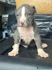 American Staffordshire-Terrier Cachorro 2