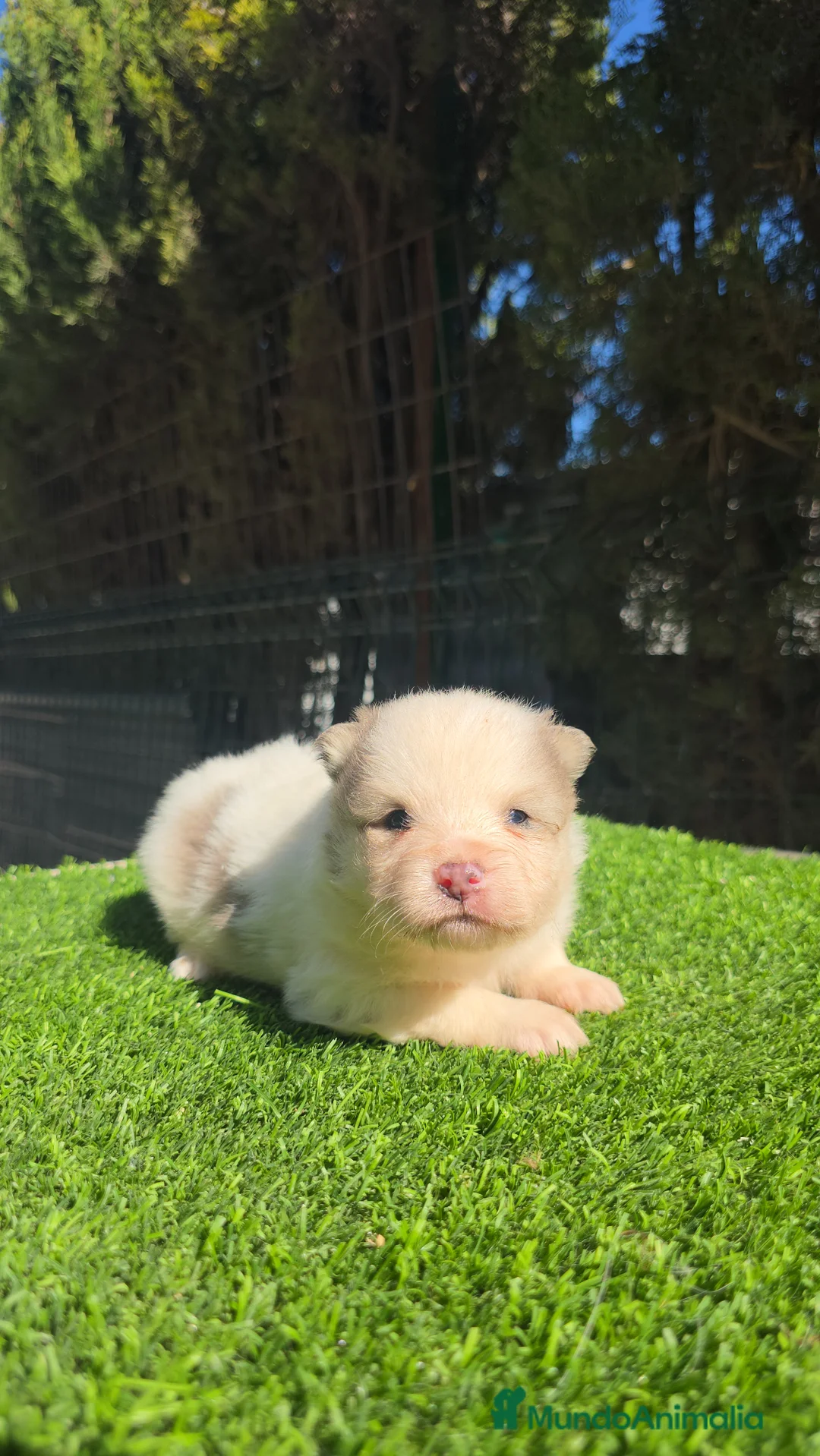 Pomsky perros en venta: Pomsky  - Anuncio 3