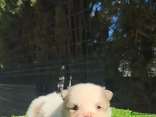 Pomsky perros Pomsky - Anuncio 2