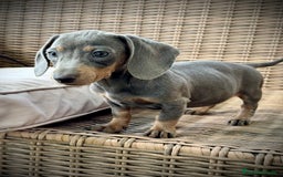 Teckel Miniatura perros en venta: Teckel miniatura  - Imagen 4
