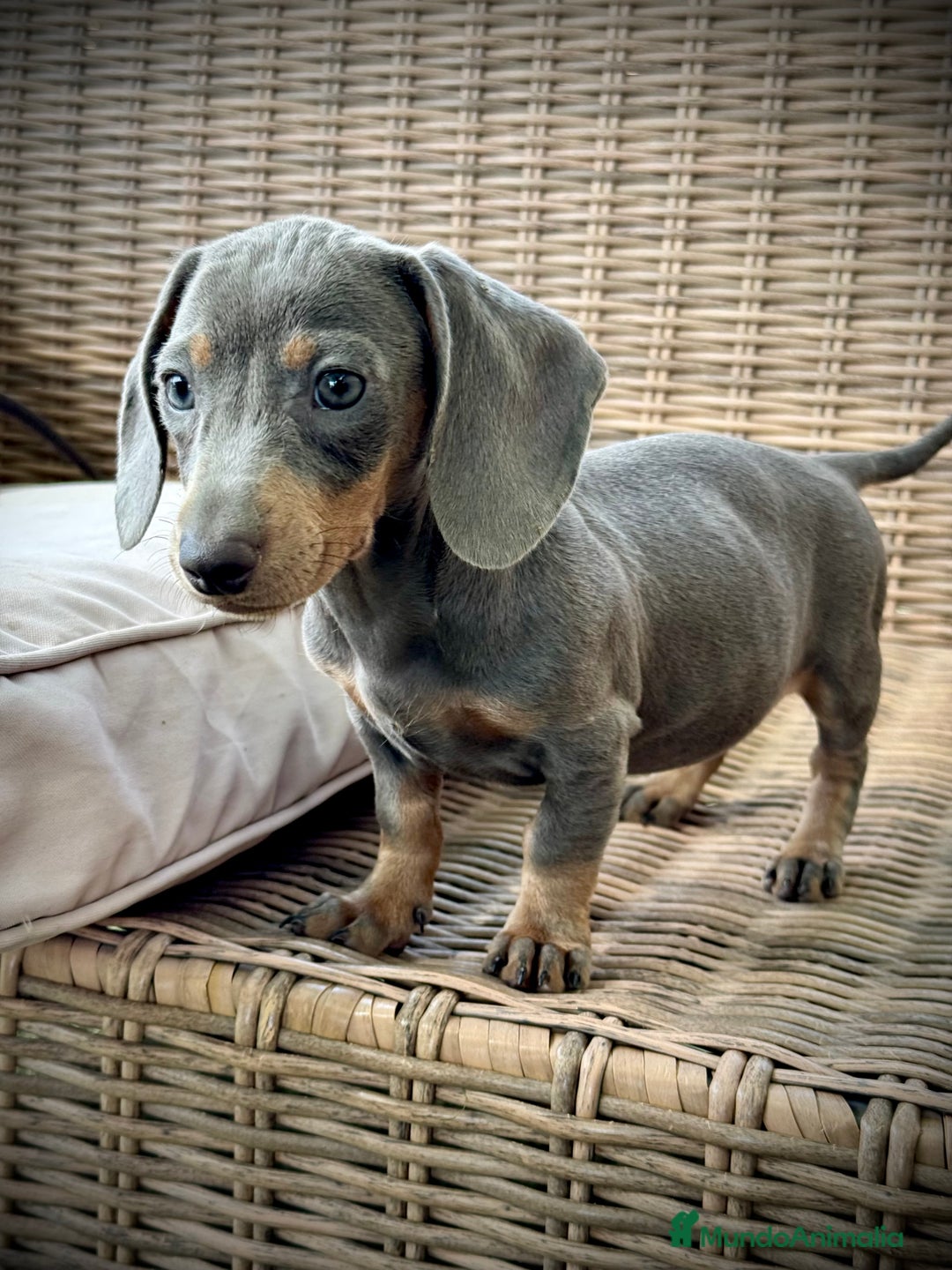 Teckel Miniatura perros en venta: Teckel miniatura  - Imagen 4