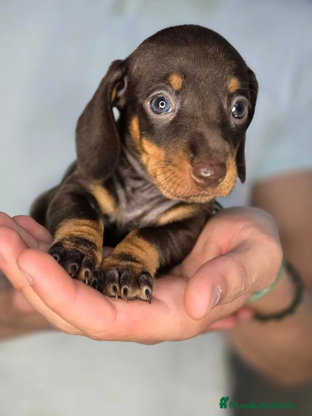 Teckel Miniatura perros en venta: Teckel chocolate unicos - Anuncio 2