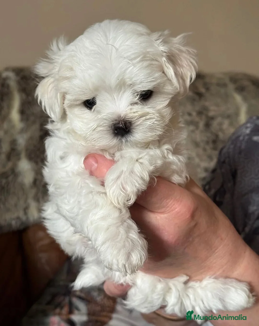 Bichón Maltés perros en venta: BICHON MALTÉS - Anuncio 1
