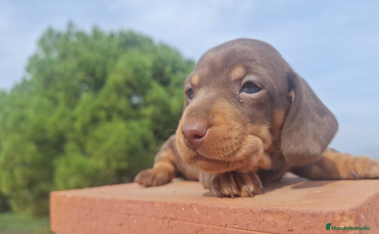 Teckel Miniatura perros - Anuncio 7