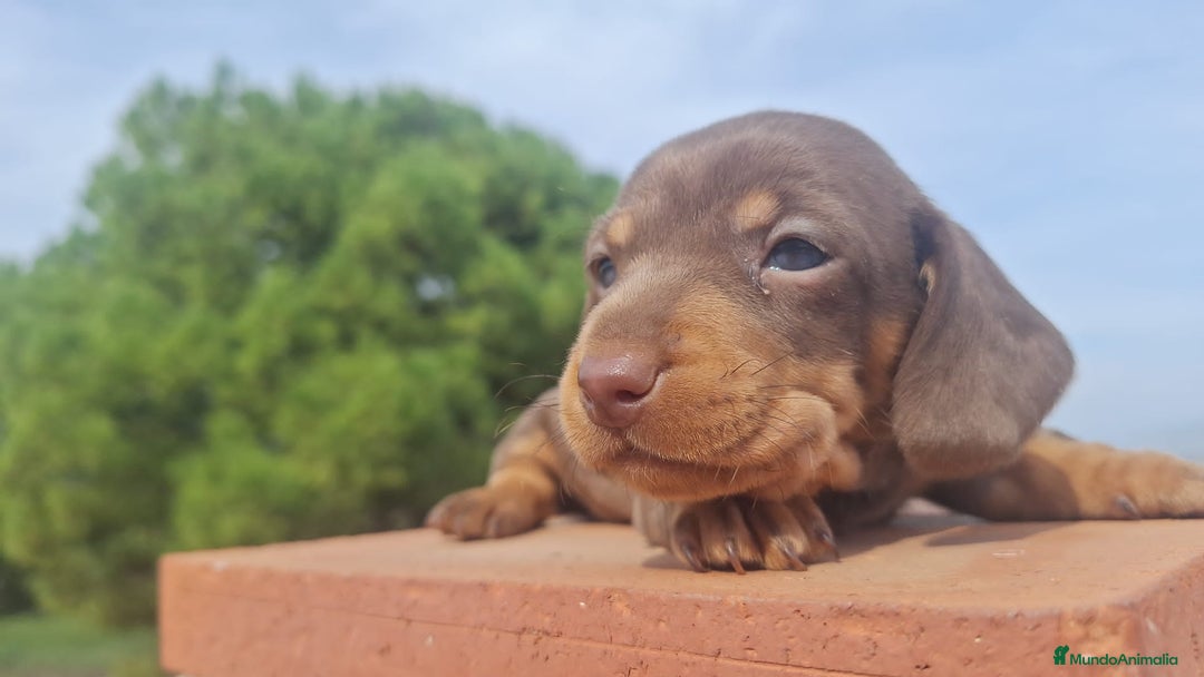 Teckel Miniatura perros en venta: Teckel kanichen hembras disponibles  - Imagen 1