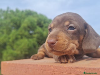 Teckel Miniatura perros - Anuncio 12