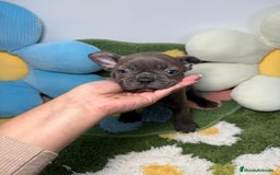 Bulldog Francés perros en venta: Bulldog Francés Macho Blue - Anuncio 3