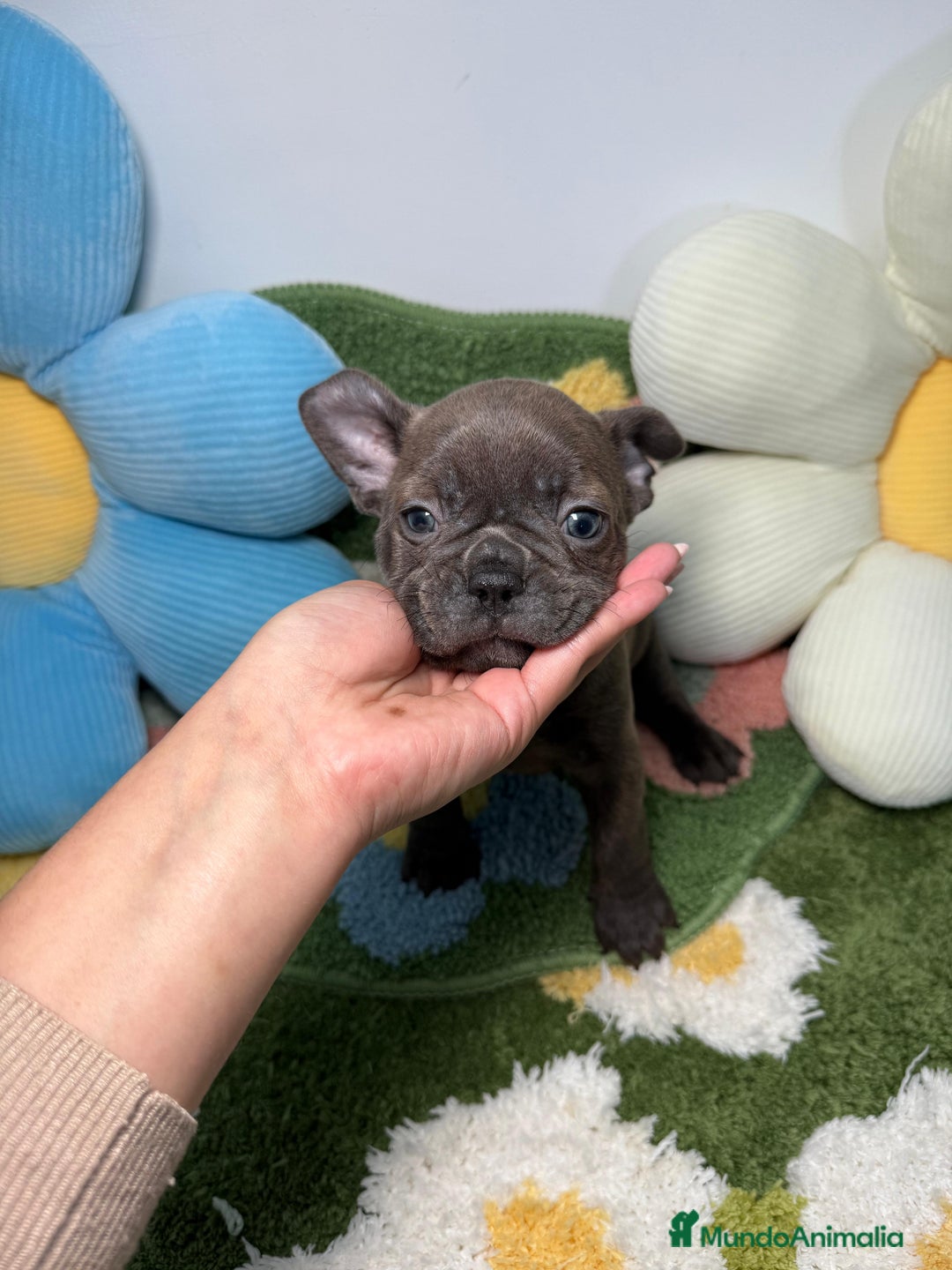 Bulldog Francés perros en venta: Bulldog Francés Macho Blue - Anuncio 3