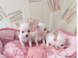 Chihuahua perros CHIHUAHUA toy - Anuncio 1