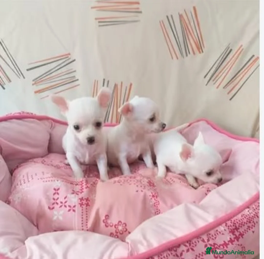 Chihuahua perros en venta: CHIHUAHUA toy  - Anuncio 1