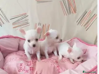 Chihuahua perros CHIHUAHUA toy - Anuncio 2