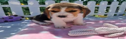 Beagle perros en venta: Bebés Beagles (machos) - Anuncio 2