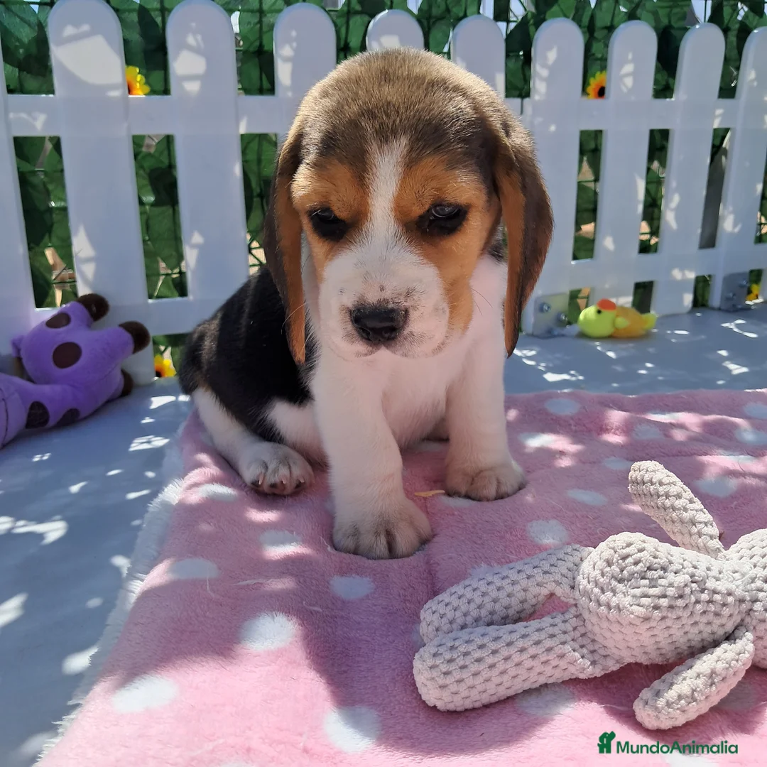 Beagle perros en venta: Bebés Beagles (machos) - Anuncio 2