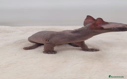 Sphynx gatos en venta: Machito sphynx  - Anuncio 5