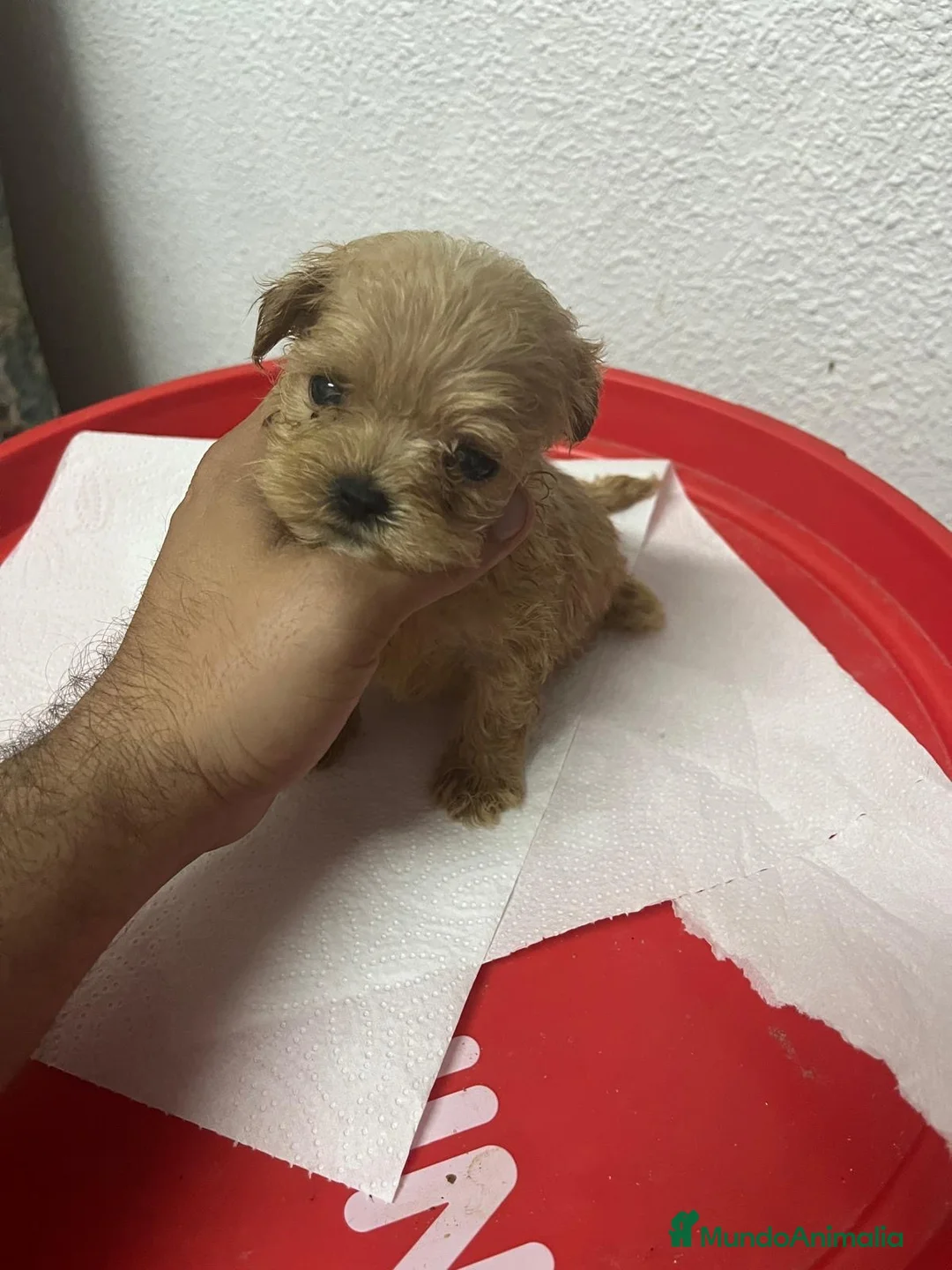 Maltipoo perros en venta: MALTIPOO TEA CUP ASIÁTICA  - Anuncio 2