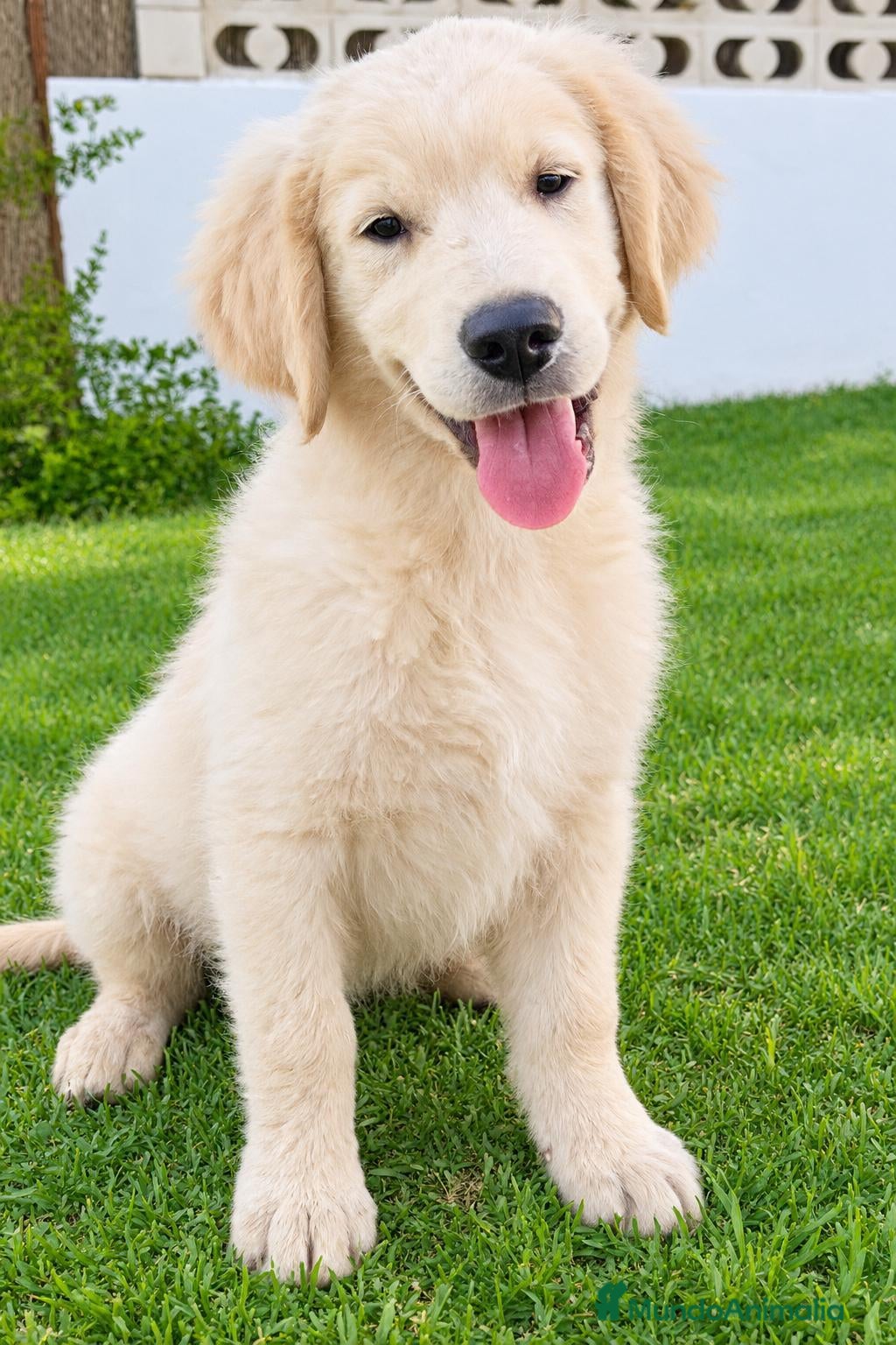 Golden Retriever perros golden retriver valencia criadero familia salud  - Anuncio 28