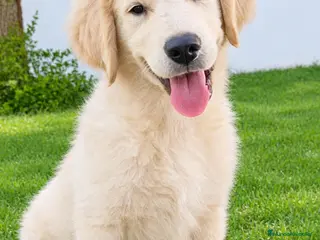 Golden Retriever perros golden retriver valencia criadero familia salud - Anuncio 28