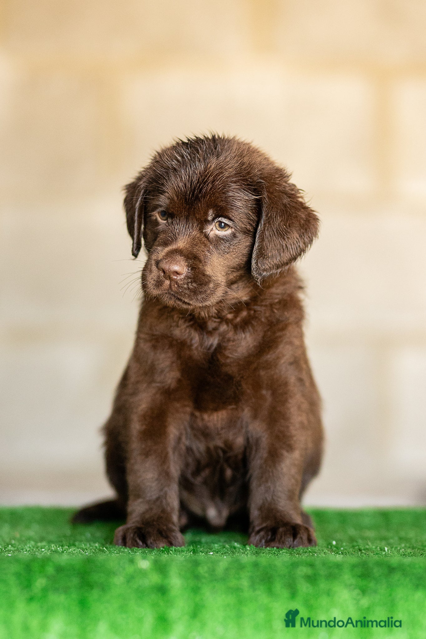 Labrador Retriever perros en venta: LABRADOR CHOCOLATE DISPONIBLE - Anuncio 3