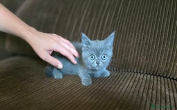 Scottish Straight gatos en venta: Gatcot.com - Imagen 1