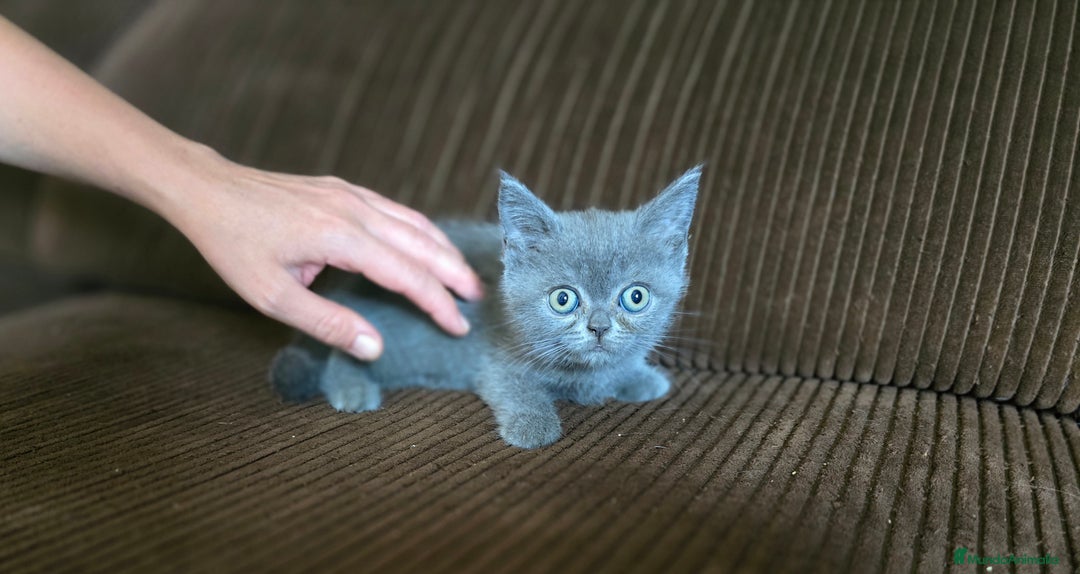 Scottish Straight gatos en venta: Gatcot.com - Imagen 1
