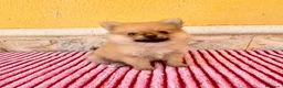 Pomerania perros en venta: Pomerania  - Anuncio 4