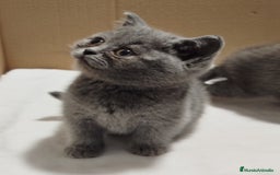 Británico de Pelo Corto gatos en venta: British Shorthair ultimo cachorrito - Imagen 2