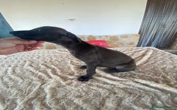Galgo Español perros en venta: Galgo español blue - Imagen 6