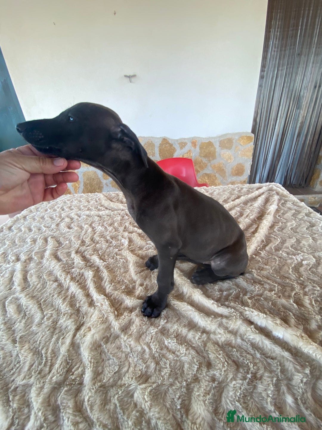 Galgo Español perros en venta: Galgo español blue - Imagen 6