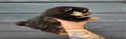 Pomerania perros en venta: Precioso pomerania americano  - Anuncio 5