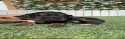 Cocker Spaniel Inglés perros en venta: COCKER SPANIEL INGLES - Anuncio 3