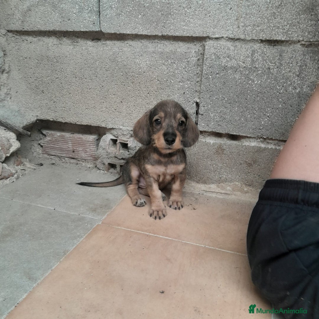 Teckel Miniatura perros en venta: TECKEL MINIATURA - Imagen 9