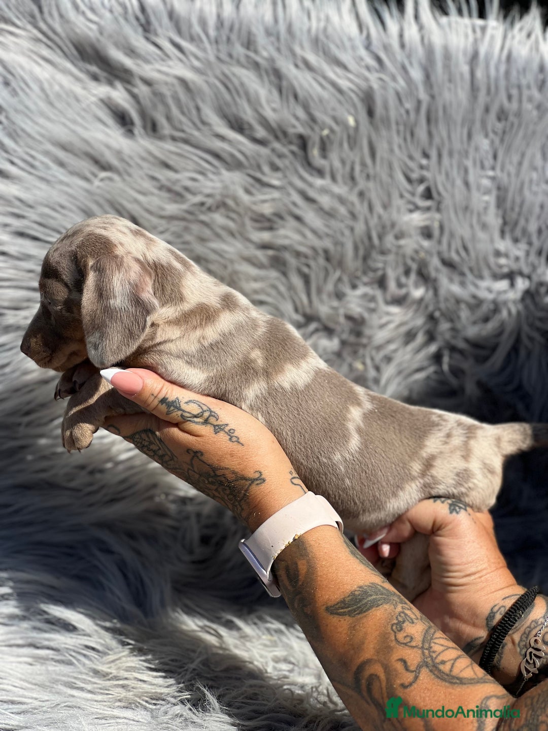 Teckel Miniatura perros en venta: Teckel miniatura  - Imagen 2