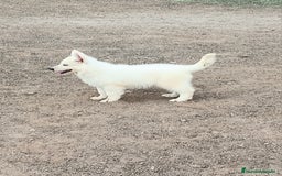 Pastor Blanco Suizo perros en venta: Pastor Blanco Suizo  - Anuncio 9