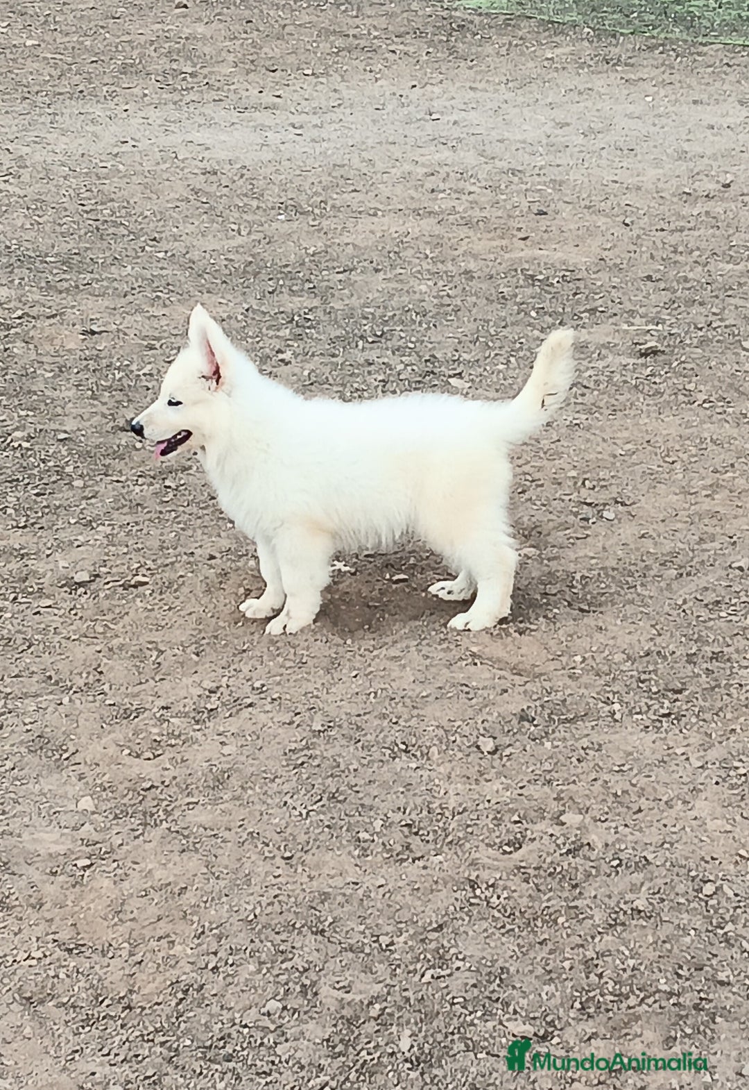 Pastor Blanco Suizo perros en venta: Pastor Blanco Suizo  - Anuncio 9