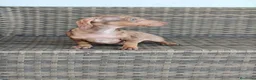 Teckel Miniatura perros en venta: Teckel Mini macho Merle chocolate  - Anuncio 6